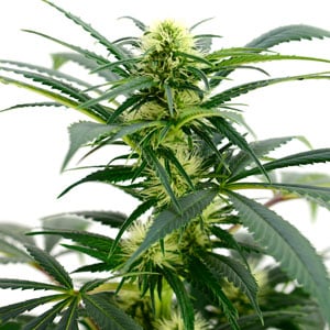 Marijuana plant 57 days old