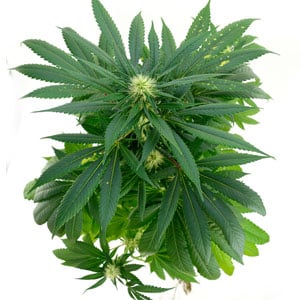 59 days marijuana flowering top view