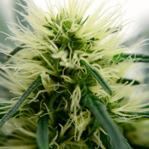 59 days marijuana flowering macro view