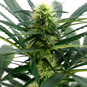 57 days marijuana flowering bud view