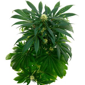 61 days marijuana flowering top view