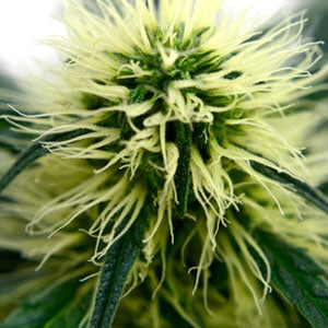 61 days marijuana flowering macro view