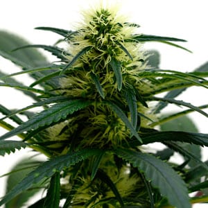 59 days marijuana flowering bud view