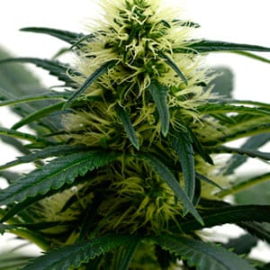Marijuana plant 61 days old