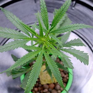 Healthy marijuana leaves in vegetative stage