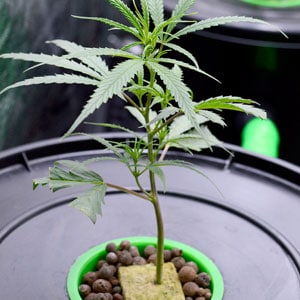 Healthy marijuana plant in vegetative stage