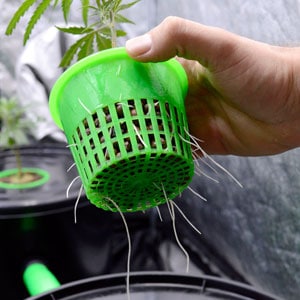 Beautiful white marijuana roots growing well in vegetative stage