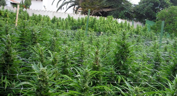 Marijuana in the Backyard