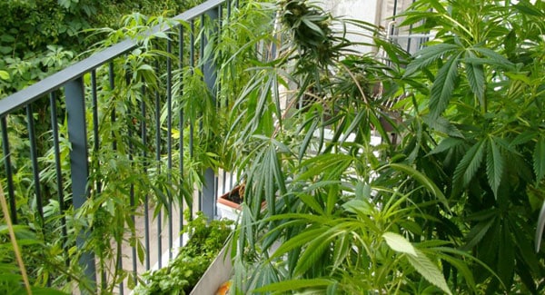 Marijuana in Balcony