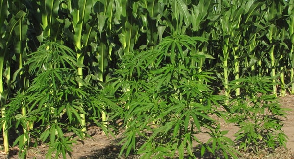 Marijuana grow in cornfield