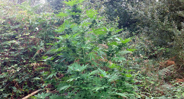 Guerrilla Growing Marijuana