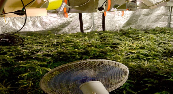 Increasing the temperature in your marijuana growing room