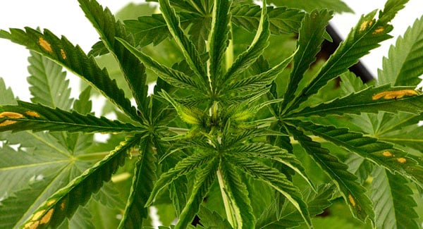 Marijuana leaves heat stress