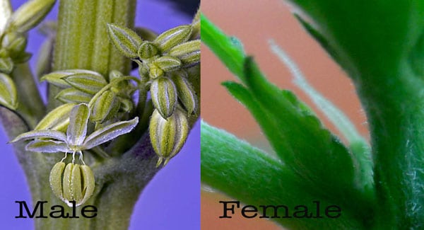 Male and Female marijuana seeds