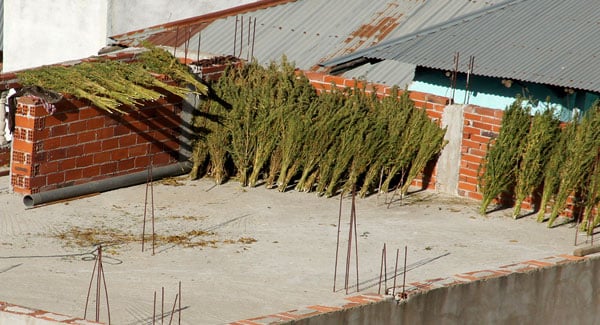 Marijuana in roof of an Empty Building