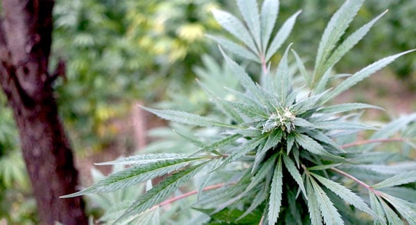 Marijuana in the woods grow