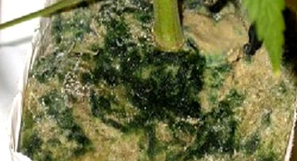Algae on Marijuana plants