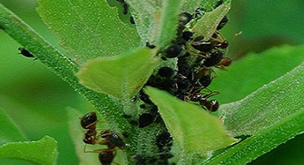 Ants on Marijuana Plants