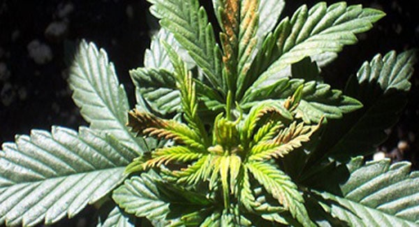 Boron Deficiencies in Marijuana Plants