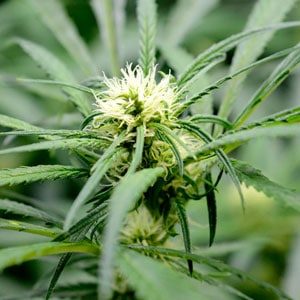 Marijuana buds week 3 of flowering