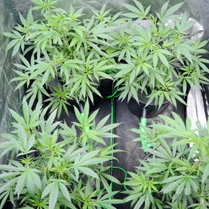 Cannabis Vegetative Stage day 26