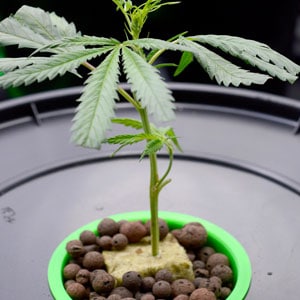 Cannabis Vegetative Stage day 8