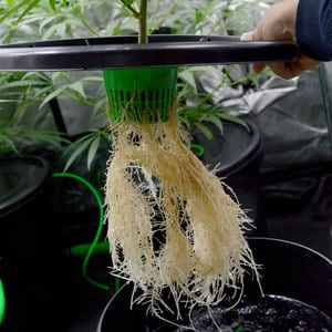 Healthy marijuana roots in a bubble bucket 