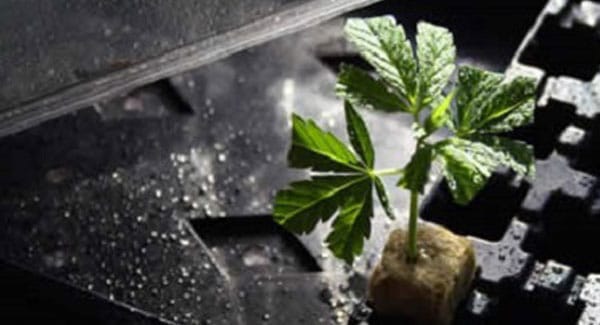 Cannabis Clones wont Root