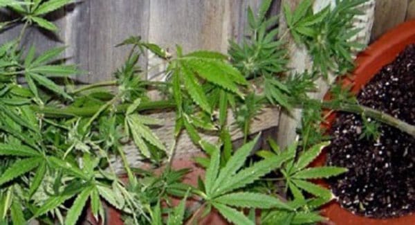 Cannabis Plant Knocked down