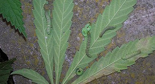Caterpillars on Marijuana Plants