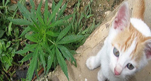 Cats and Dogs on Marijuana Plants