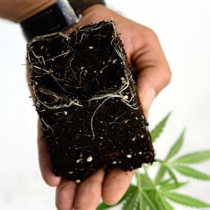checking marijuana plant roots 