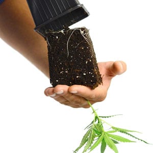 Remove pot and check marijuana plant roots 
