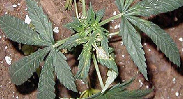 Copper Deficiencies in Marijuana Plants