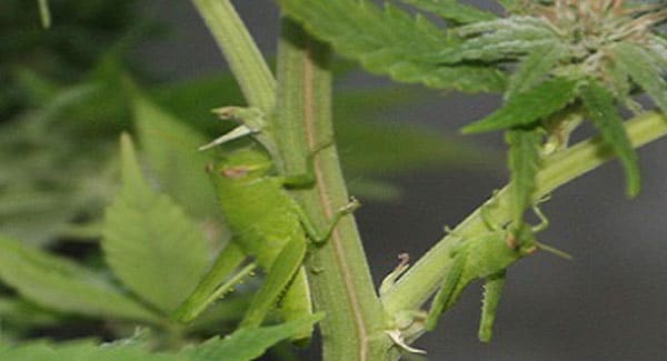 Crickets and Grasshoppers on Marijuana Plants