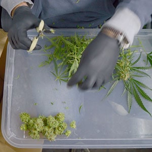 Cutting marijuana buds