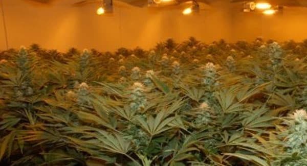 Dark Cycle Interruptions Marijuana Plants