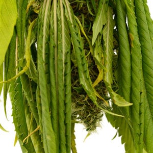 5 days drying marijuana plant close up