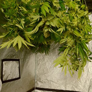 1 day drying marijuana plant hanging upside down