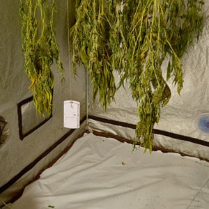 10 days drying marijuana