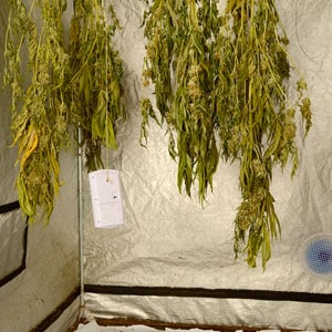 12 days drying marijuana buds