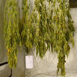 Drying marijuana 3