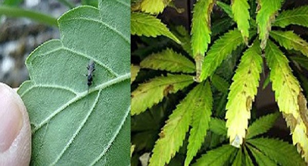 Fungus Gnats on  Marijuana Plants