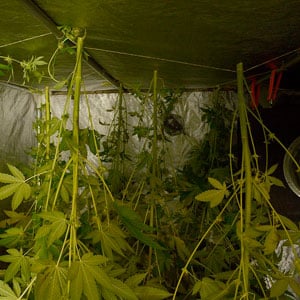 Use wire to secure them in your grow room