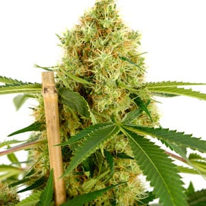 Harvest marijuana bud