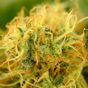 Harvest marijuana pistils