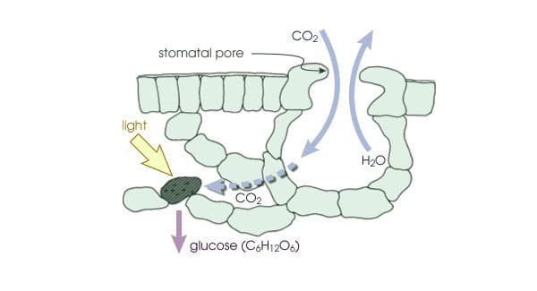 How leaves absorb CO2