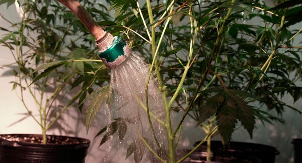 Watering marijuana plants