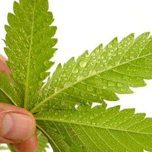 To kill the thrips on marijuana leaves