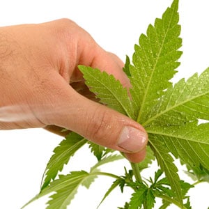 spraying on marijuana leaves to remove thrip